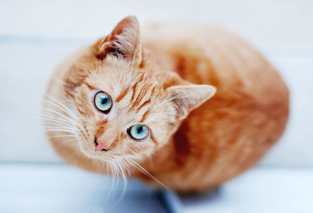 File:Maplewhisker life.jpg