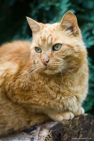 File:Sunnypaw.jpeg