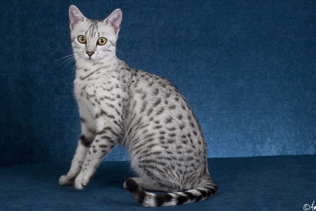 File:Froststripe.jpg