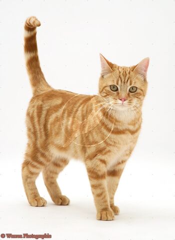 File:Runt.jpg