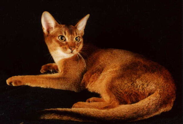 File:Stoatface.jpg