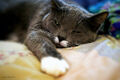 Thumbnail for version as of 20:30, December 17, 2013