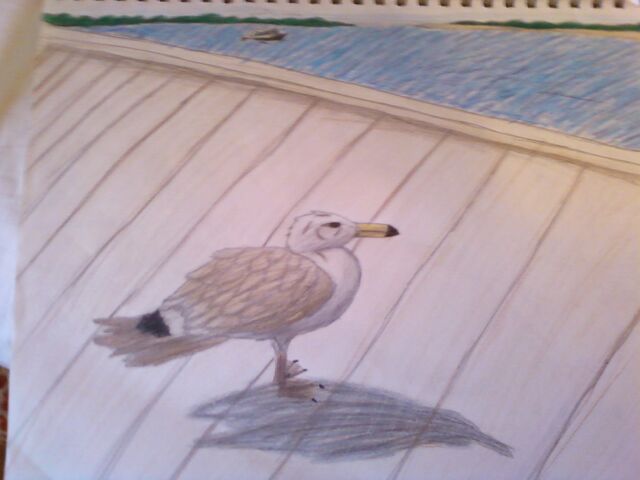 File:Seagull.jpg