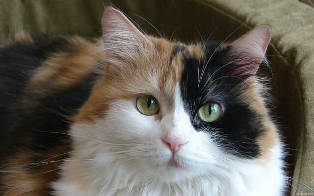 File:Sweetheart.jpg