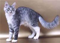 File:Moonpaw.app.jpg