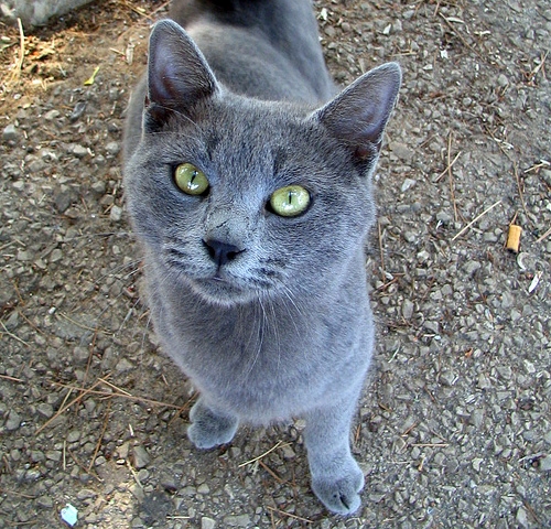 File:Specklingkit.jpg