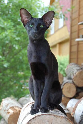 File:Wetshadow.jpg
