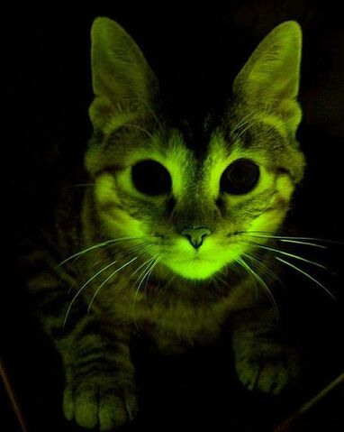 File:Article-cat1-420x0.jpg
