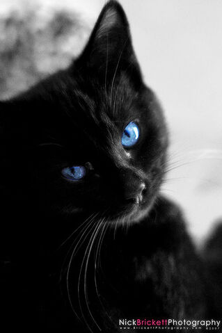 File:Nightpaw.jpg