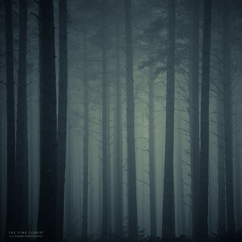 File:The Pine Forest by pheelfresh.jpg