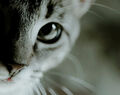 Thumbnail for version as of 23:26, February 8, 2014