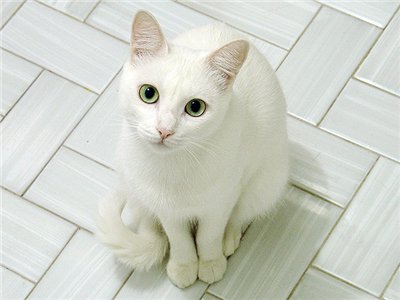 File:Rosefoot.jpg