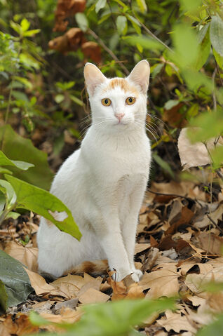 File:Whitestar.life.jpg