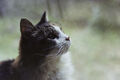Thumbnail for version as of 05:31, November 5, 2013