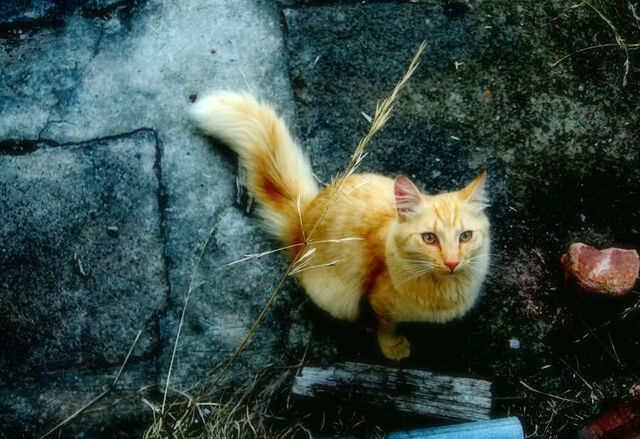 File:Goldenkit.jpg