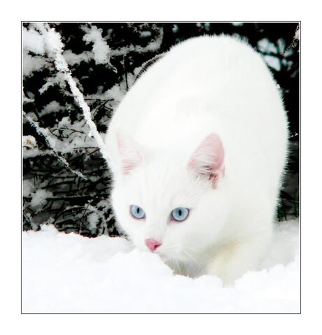 File:Dovewing.jpg