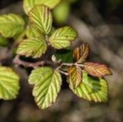 Blackberry leaves
