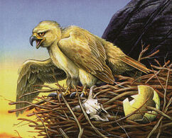 Roc-hatchling