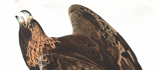 File:Golden.png