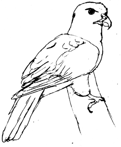 File:Hawk lineart.png