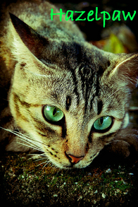 Hazelpaw
