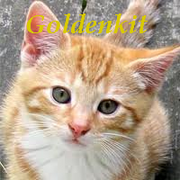 Goldenkit