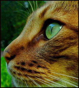 Firefur