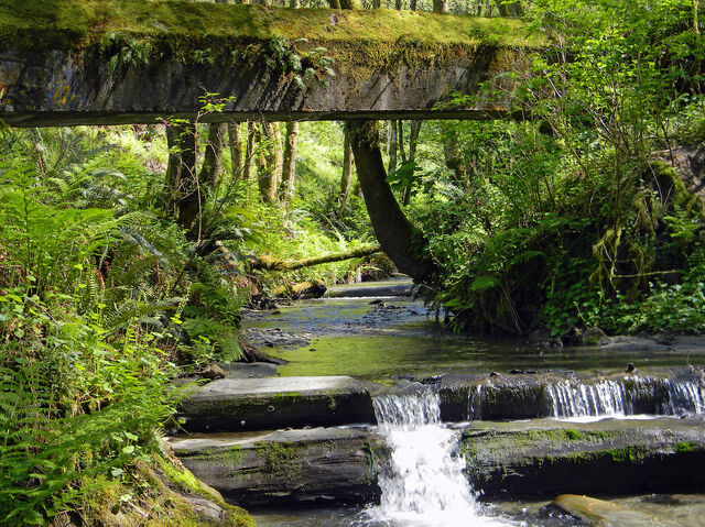 File:Pigeoncreekwa.jpg