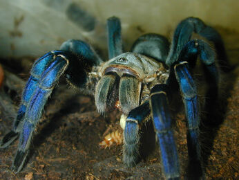 Cobalt3