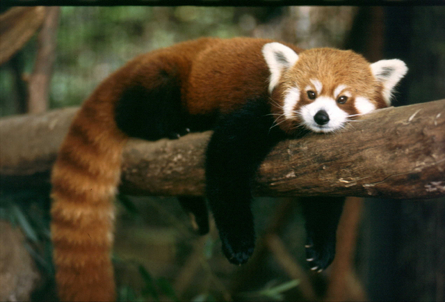 File:Redpanda1.png