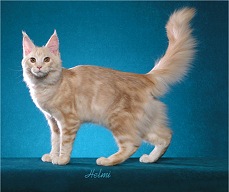 File:Creamclassictabby.jpg