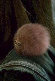 File:Pygmy Puff.JPG