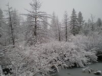 Snow