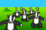 Badgerx3