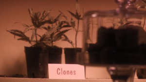 Clones