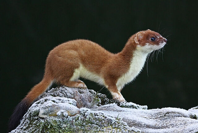 File:Frostbwc0009small.jpg