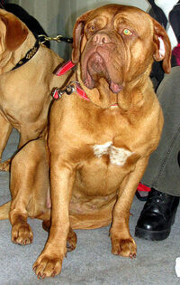 Wachhund