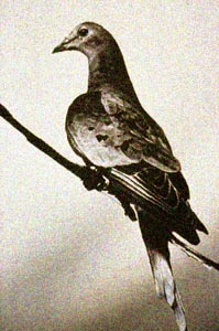 Passenger-pigeon.jpg