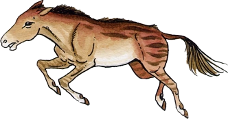 Bild Merychippus.png Weltenbibliothek FANDOM powered by Wikia