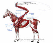 Pegasus Physiology.jpg