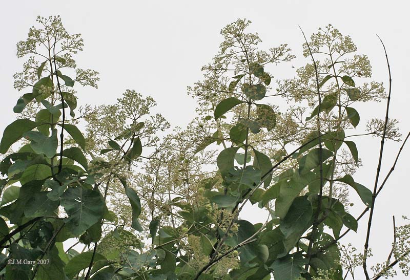 Teakbaum sdatec.com