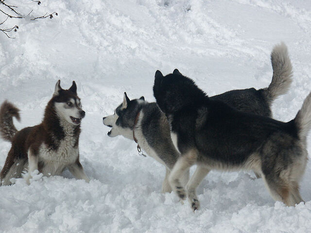 Datei:Schlittenhund.jpg