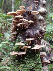 Fungustree