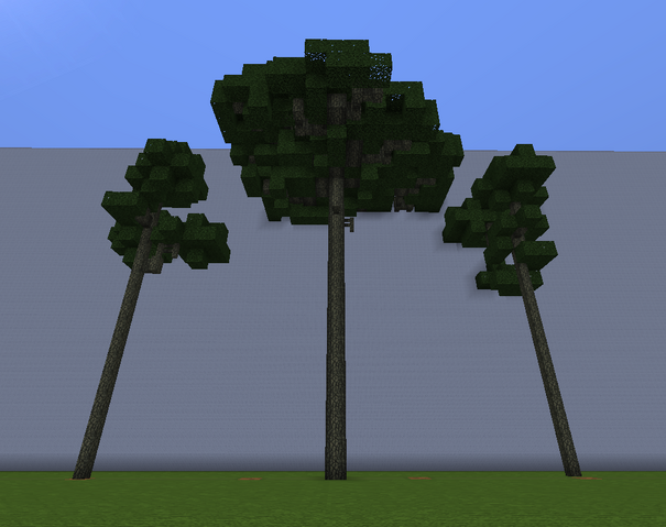 File:CarcTallPine.png