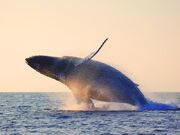 Whale-landing-hero 61029559