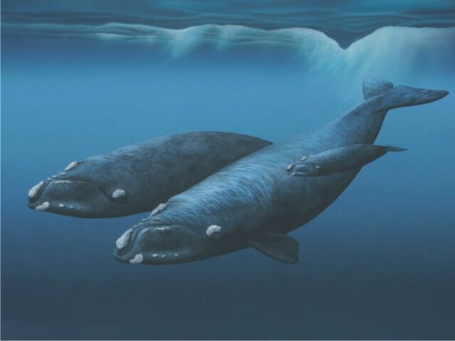 File:Southern-right-whales-by-noel-ashton-a6.jpg