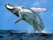 Blue-whale-pictures 3