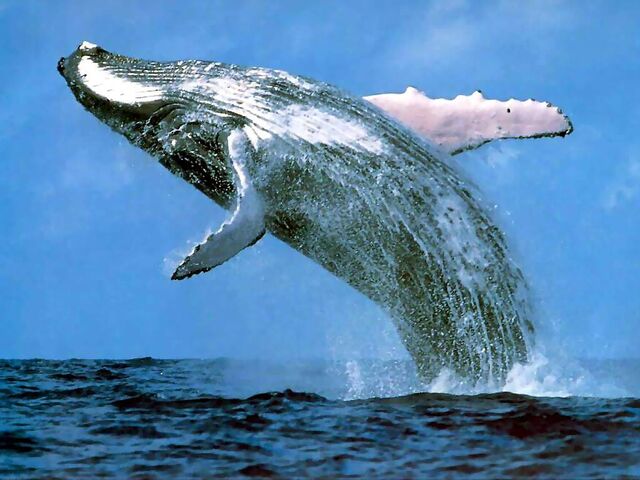 File:Blue-whale-pictures 3.jpg