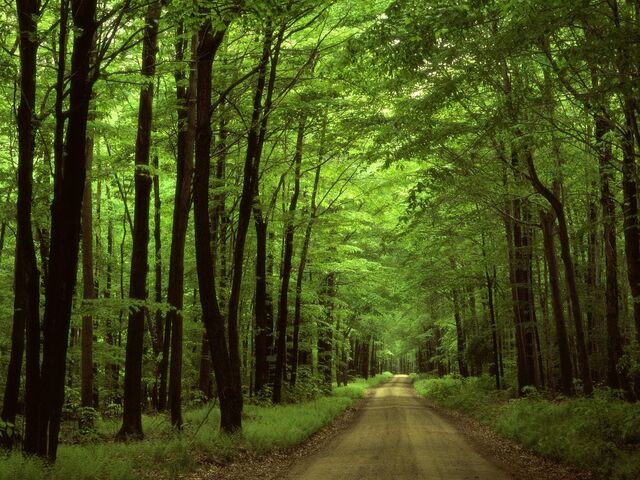 File:The Woods (Main).jpg