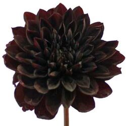 Black Dahlia